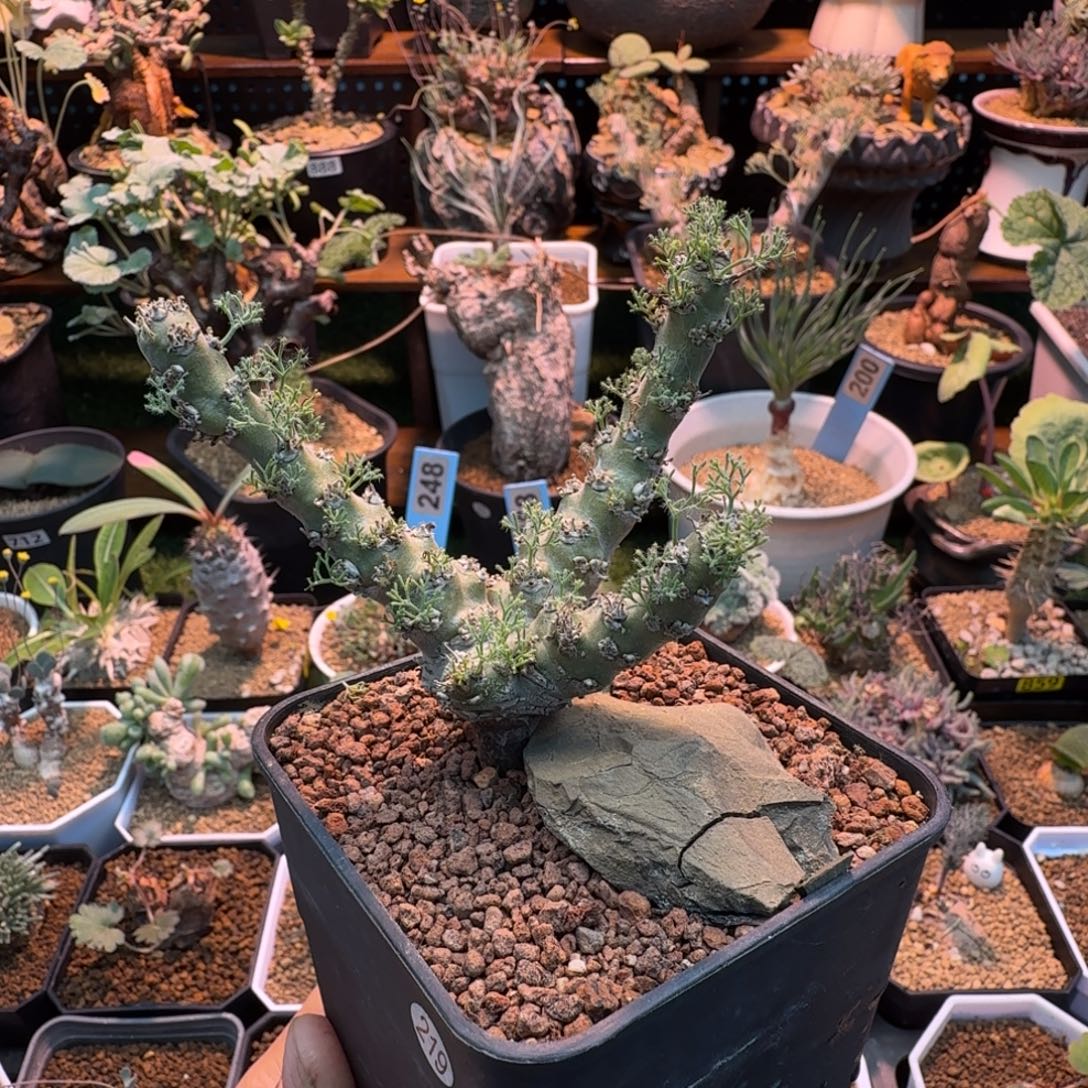 六***线白皮月界219 仙人掌