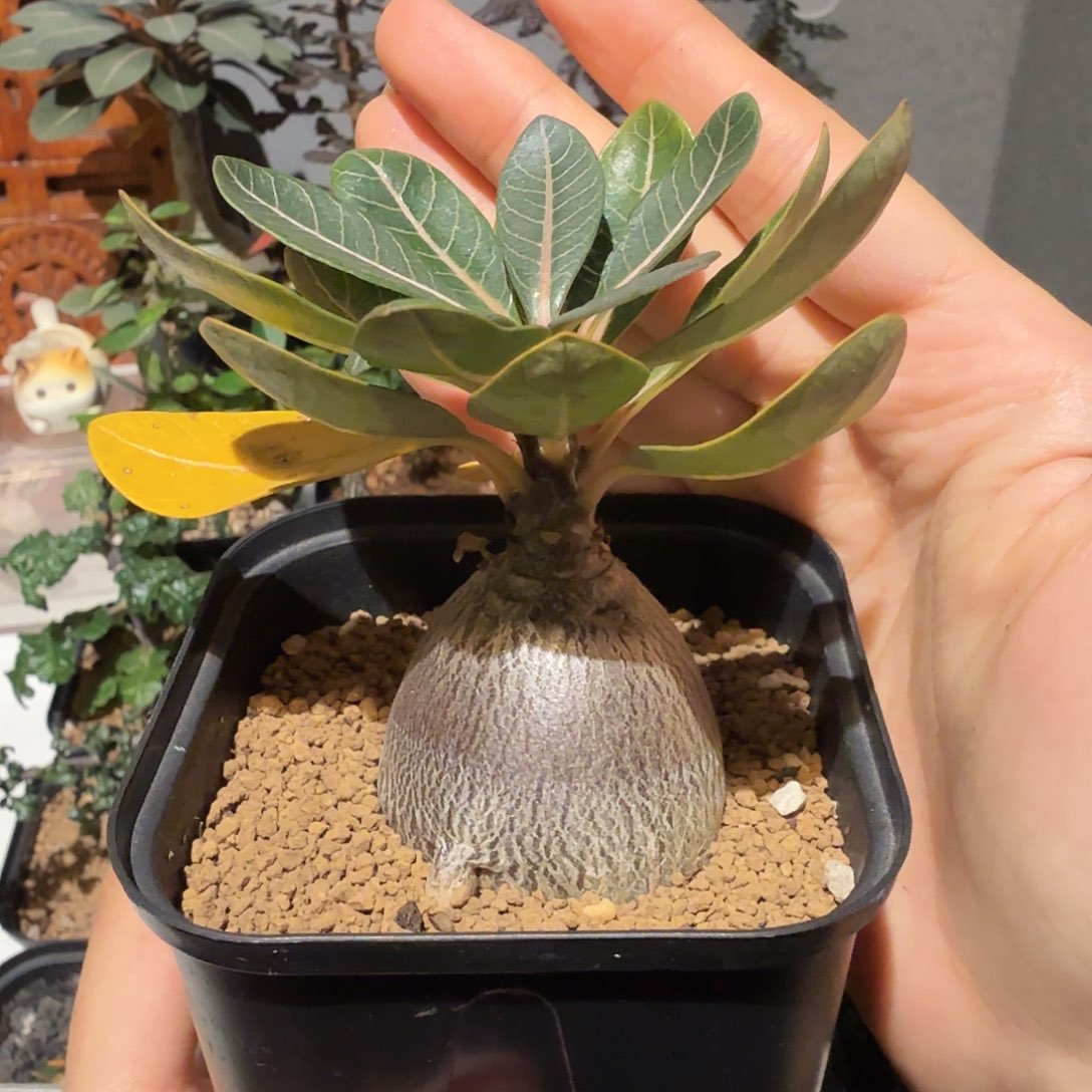 实生索科特拉岛沙漠玫瑰一物一拍