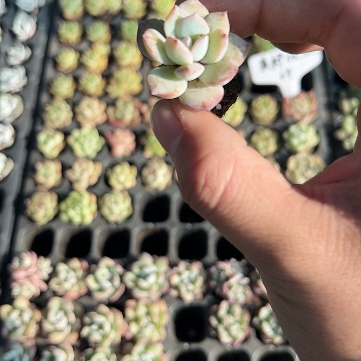 穴盘泡芙  满10颗包邮