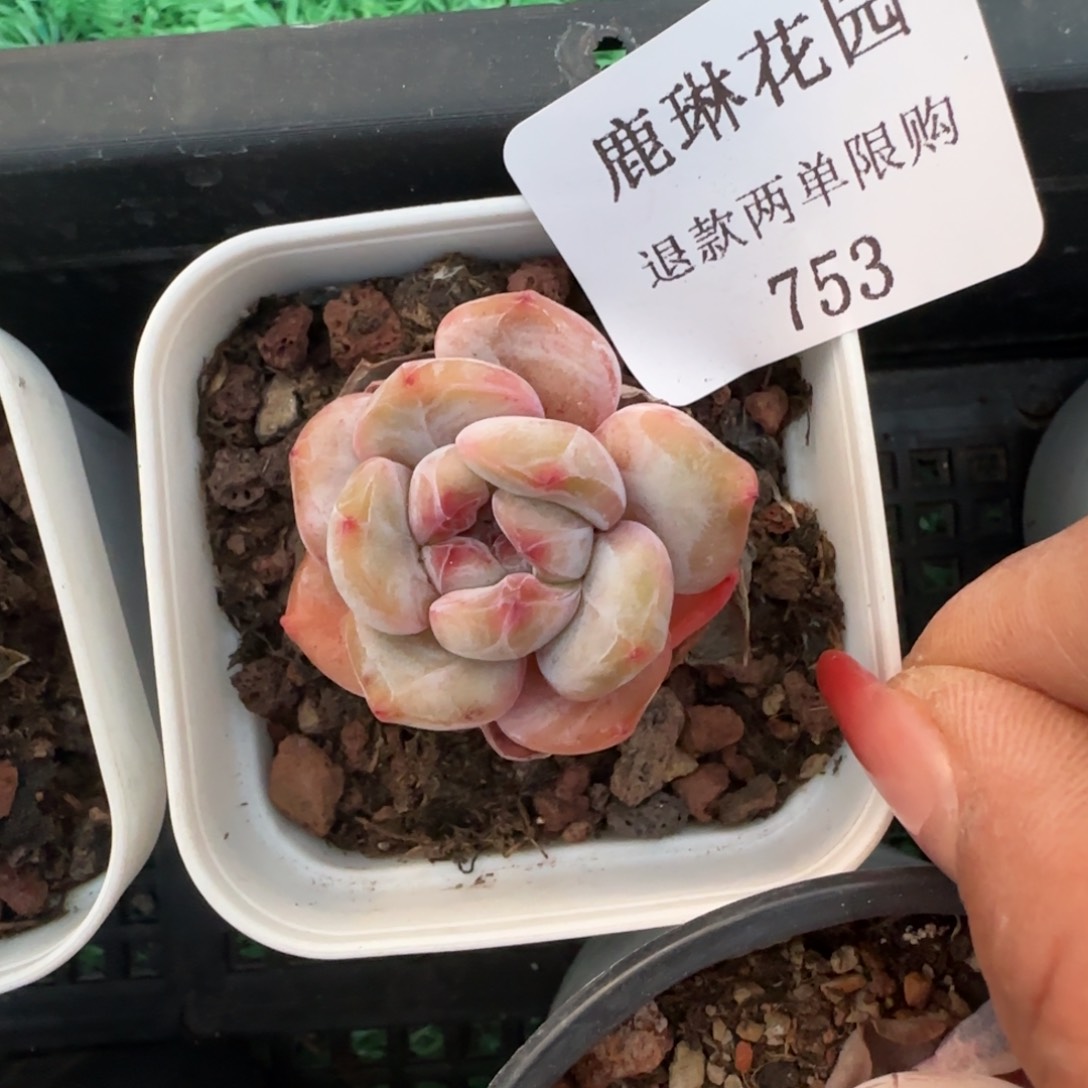 闪购精品多肉753号