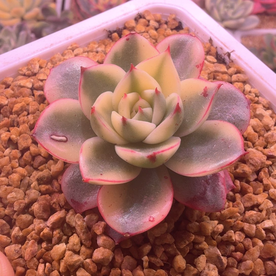 斗牛士锦 多肉植物