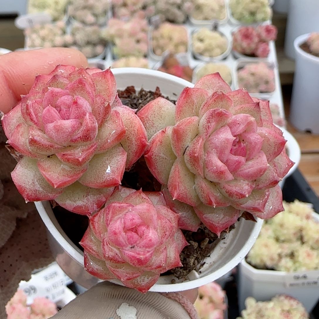 【闪购商品】0127-102女王