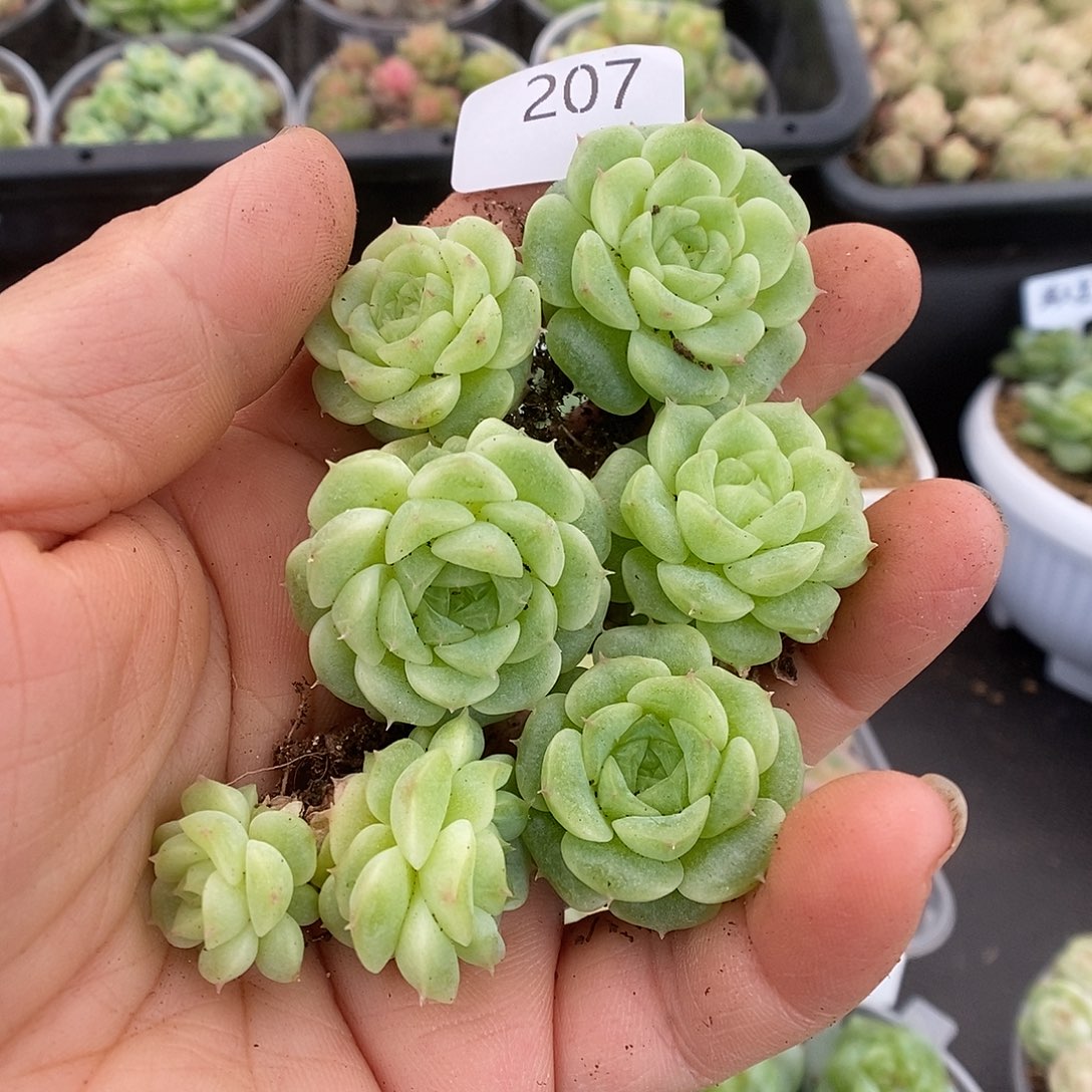 一物一拍一物一拍911-207
