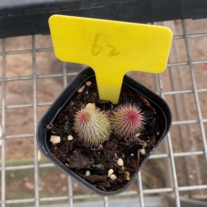 伯克利和格蕾纳等著名音乐