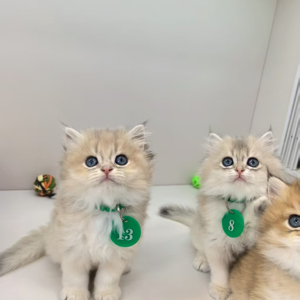 长毛蓝金一猫一卖