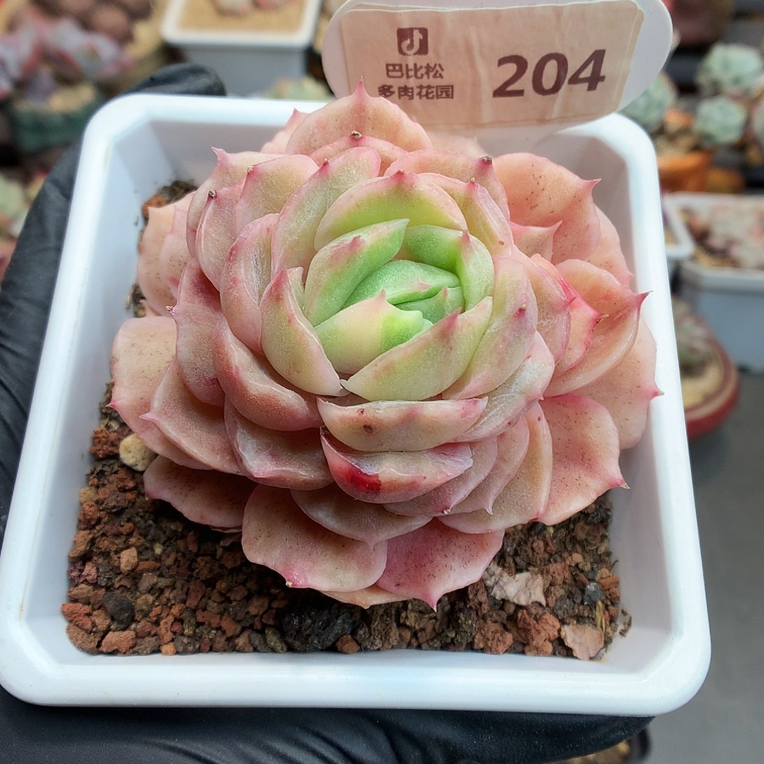 204 昂斯诺石化多肉