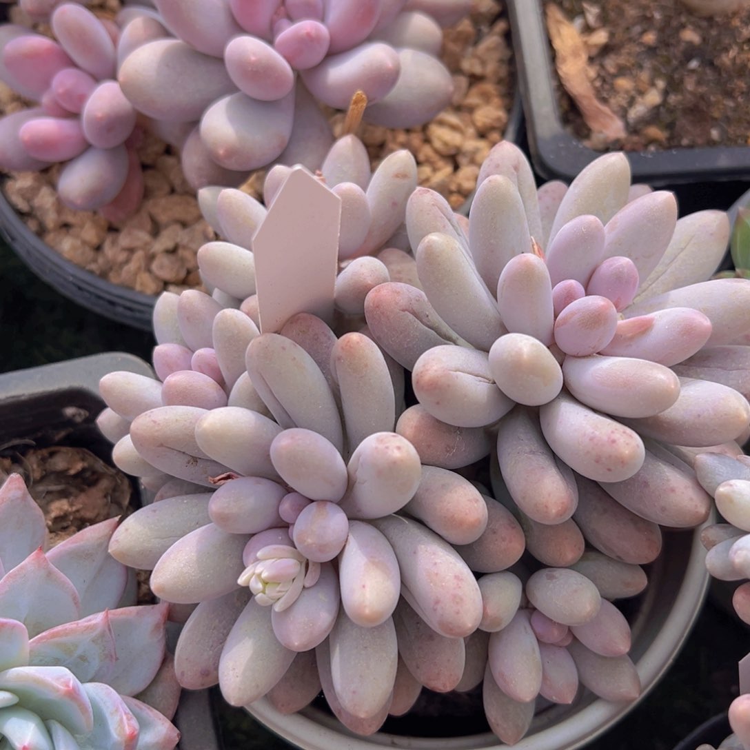 香玉的故事是一个人的故事吗