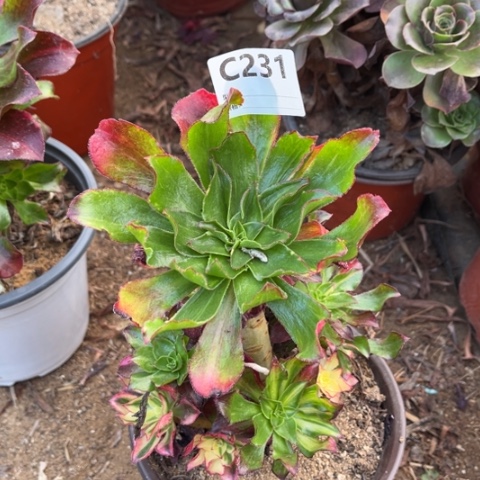 多肉植物魅影七彩