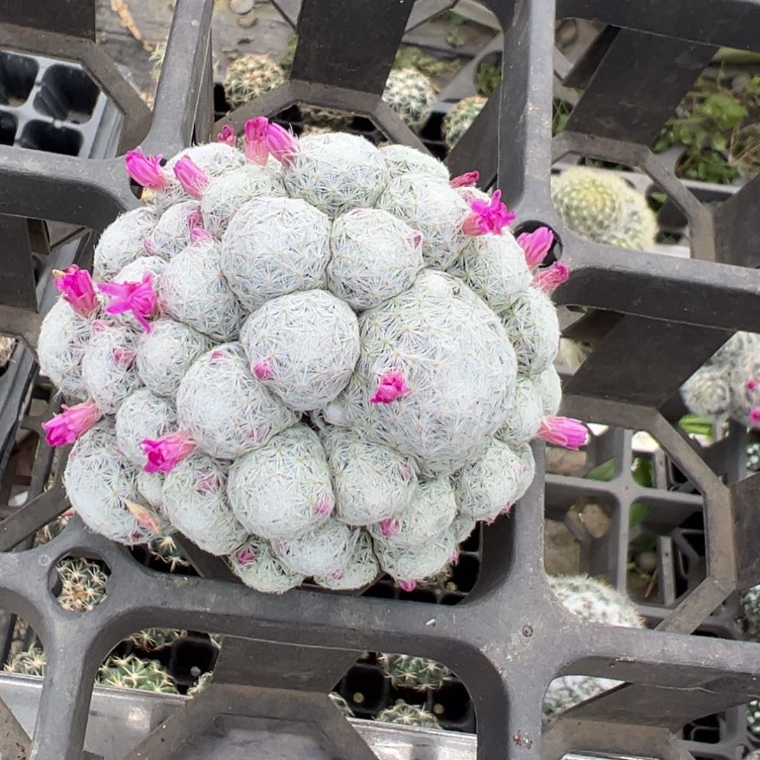 实生根姬春心仙人球多肉植物