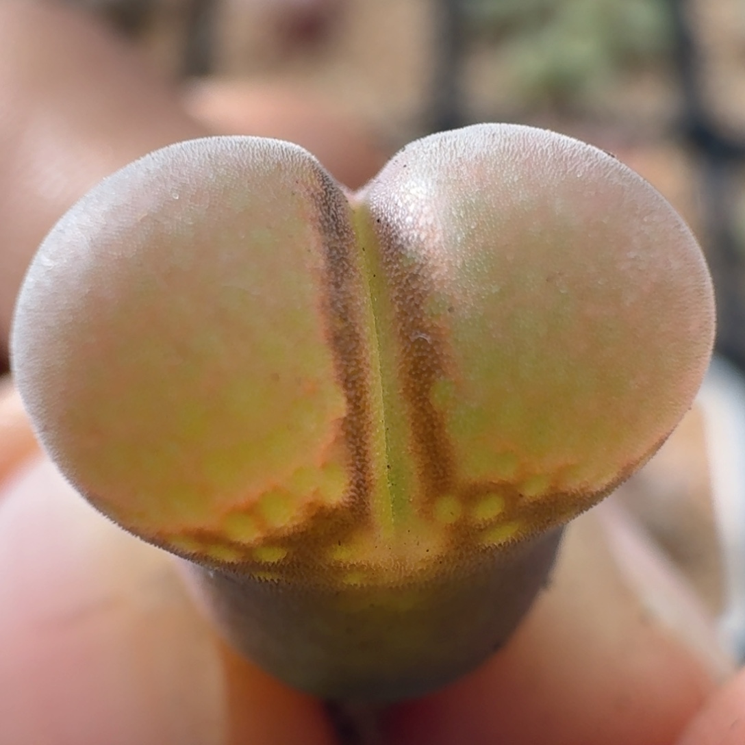 三代日系红风铃3416