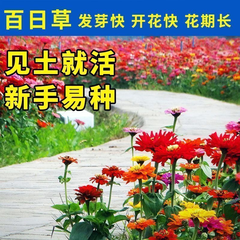 百日草花种子混色百日菊花籽四季开花易活花种子庭院阳台盆栽花卉
