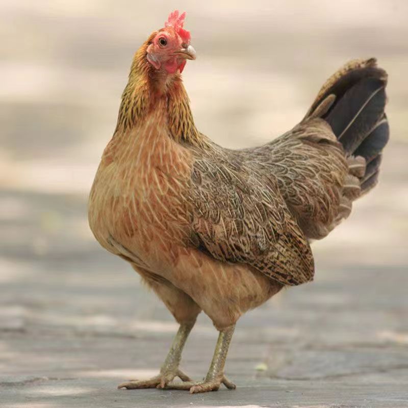 好喂养适口强营养均衡饲料