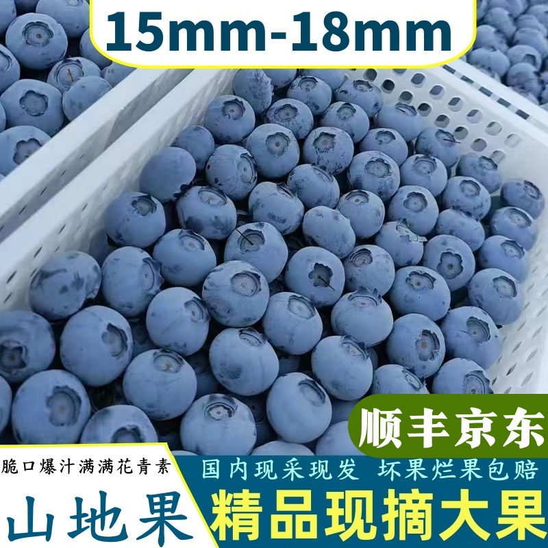 【山地蓝莓鲜果】蓝莓15+新鲜现摘现发8盒/4盒一盒100克蓝莓