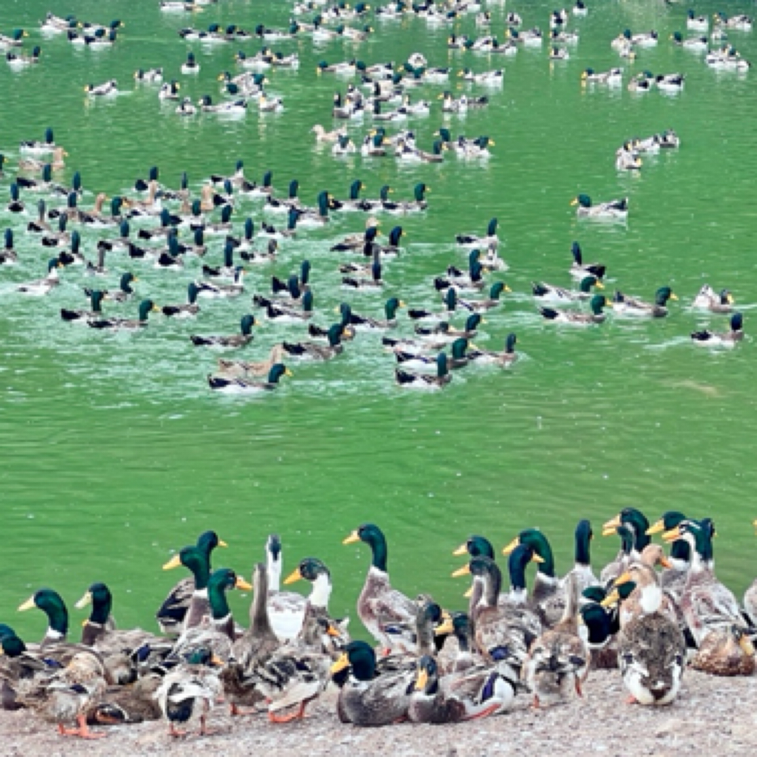宠物鸭，顺丰包邮到手