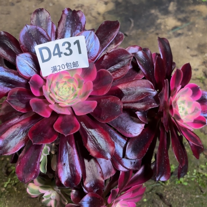 瑞妈一物一拍431