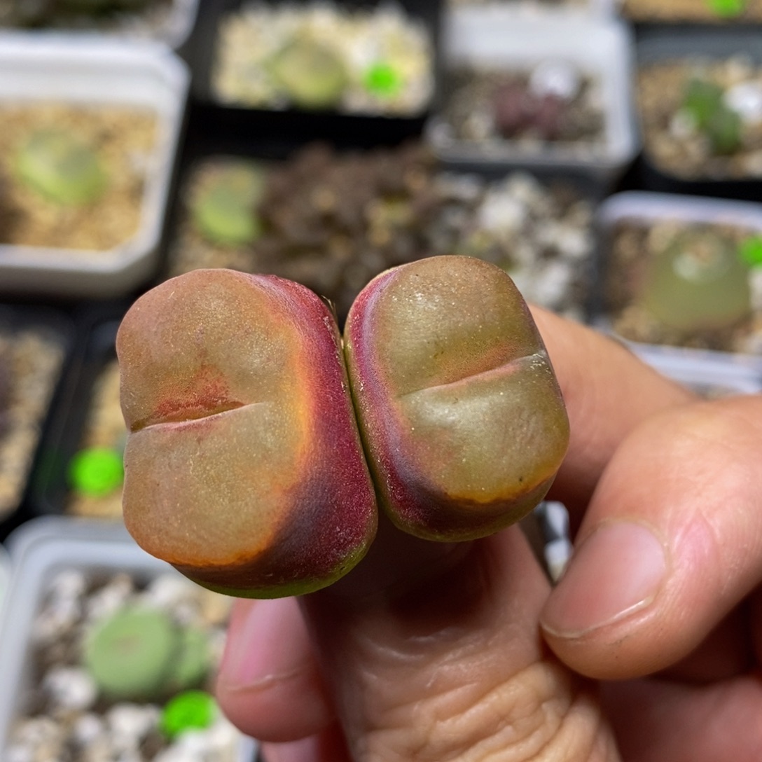 2/2.3瑕疵多肉植物16