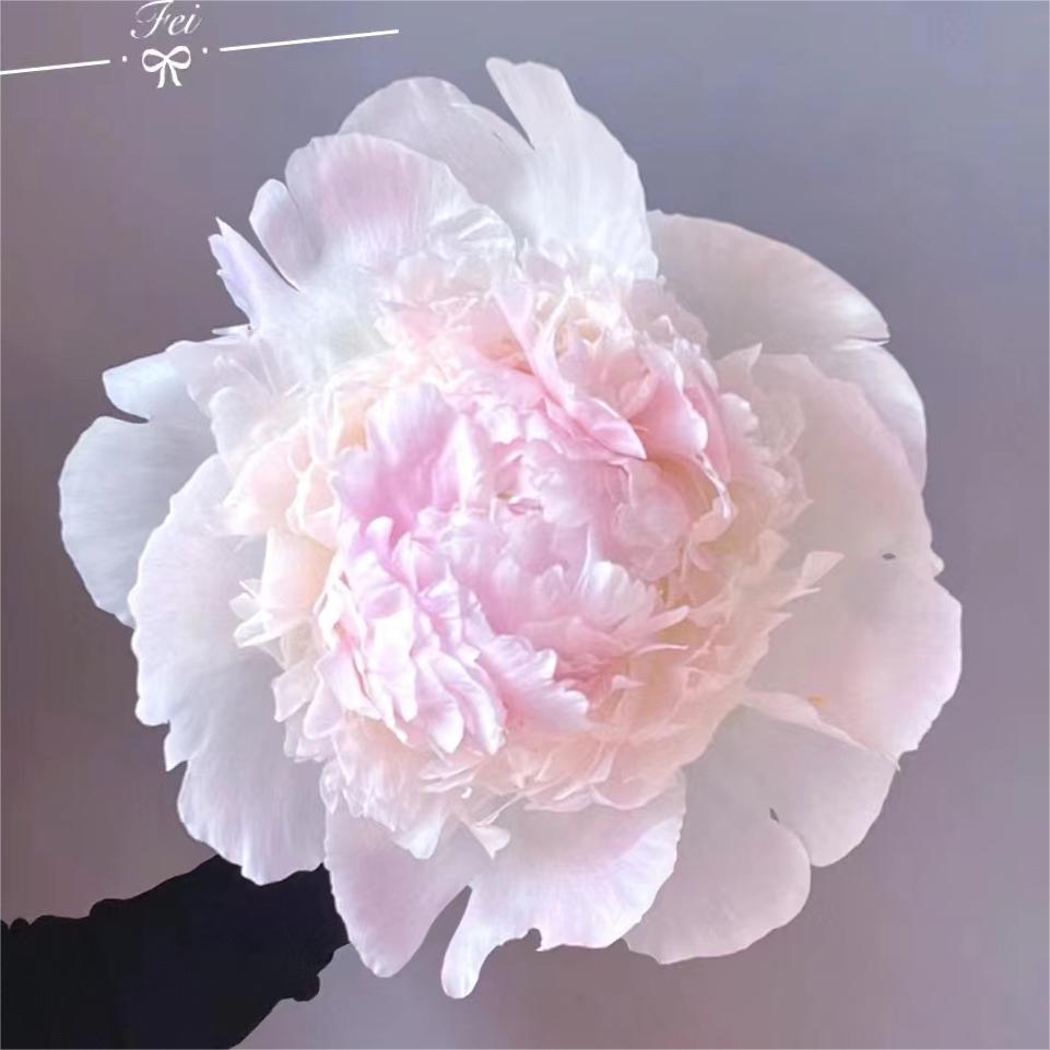 【雪纺冻糕】进口芍药分株边苗1到2芽福利品