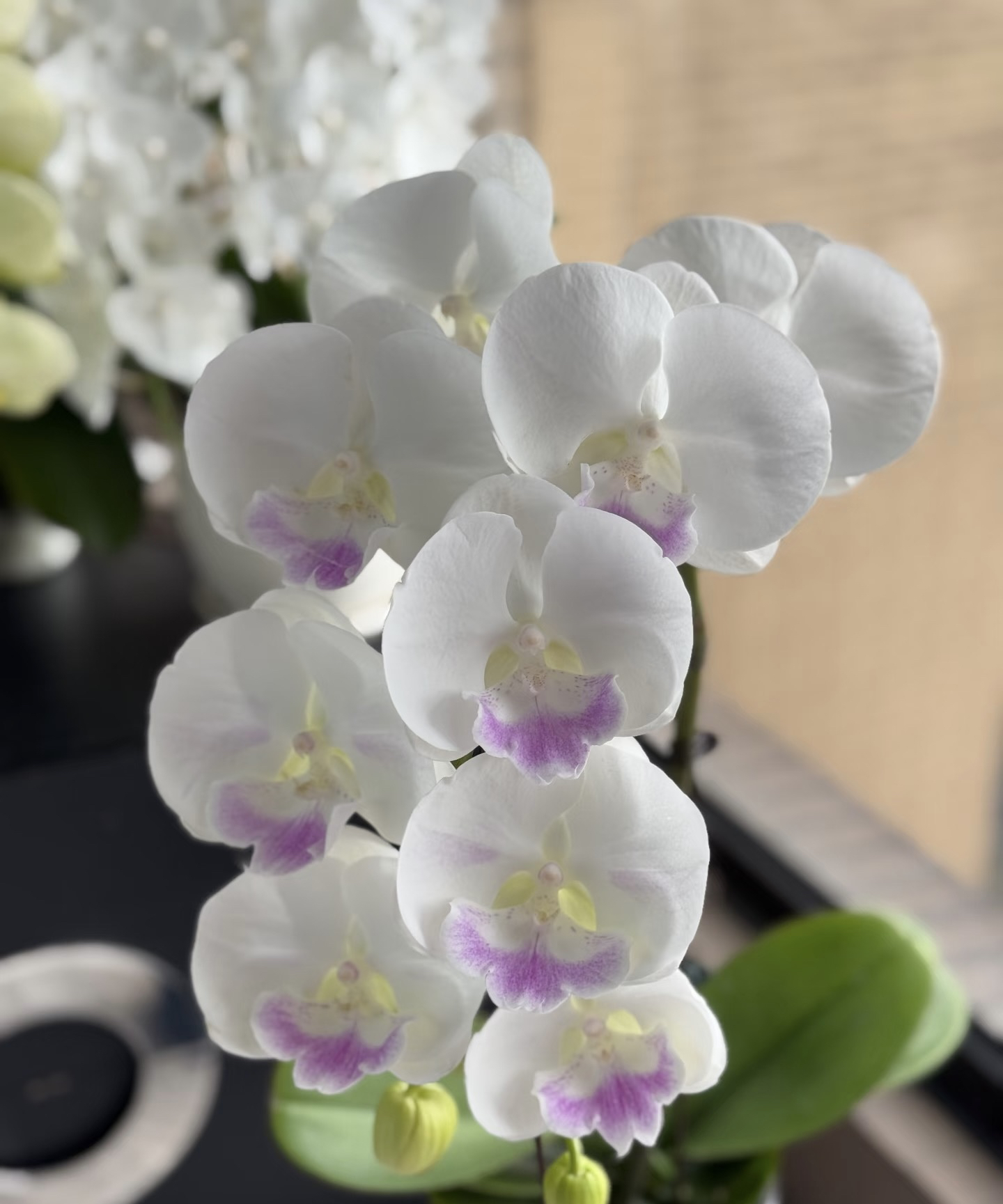 月光宝盒蝴蝶兰3.5加高成熟苗不带花不带花剑