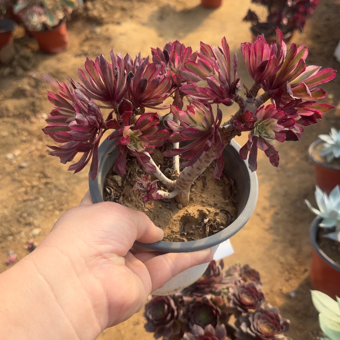 小*，775号黑魔桐壶不包损