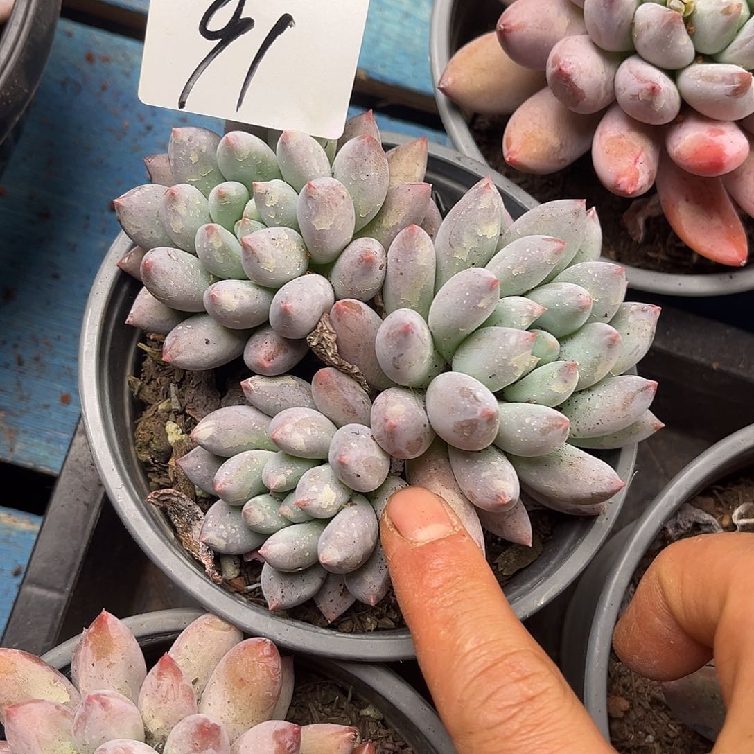 愿***意所罗门91号23多肉植物精品