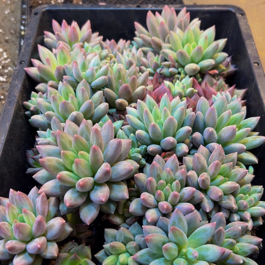 343的人都在用这个词了吗我