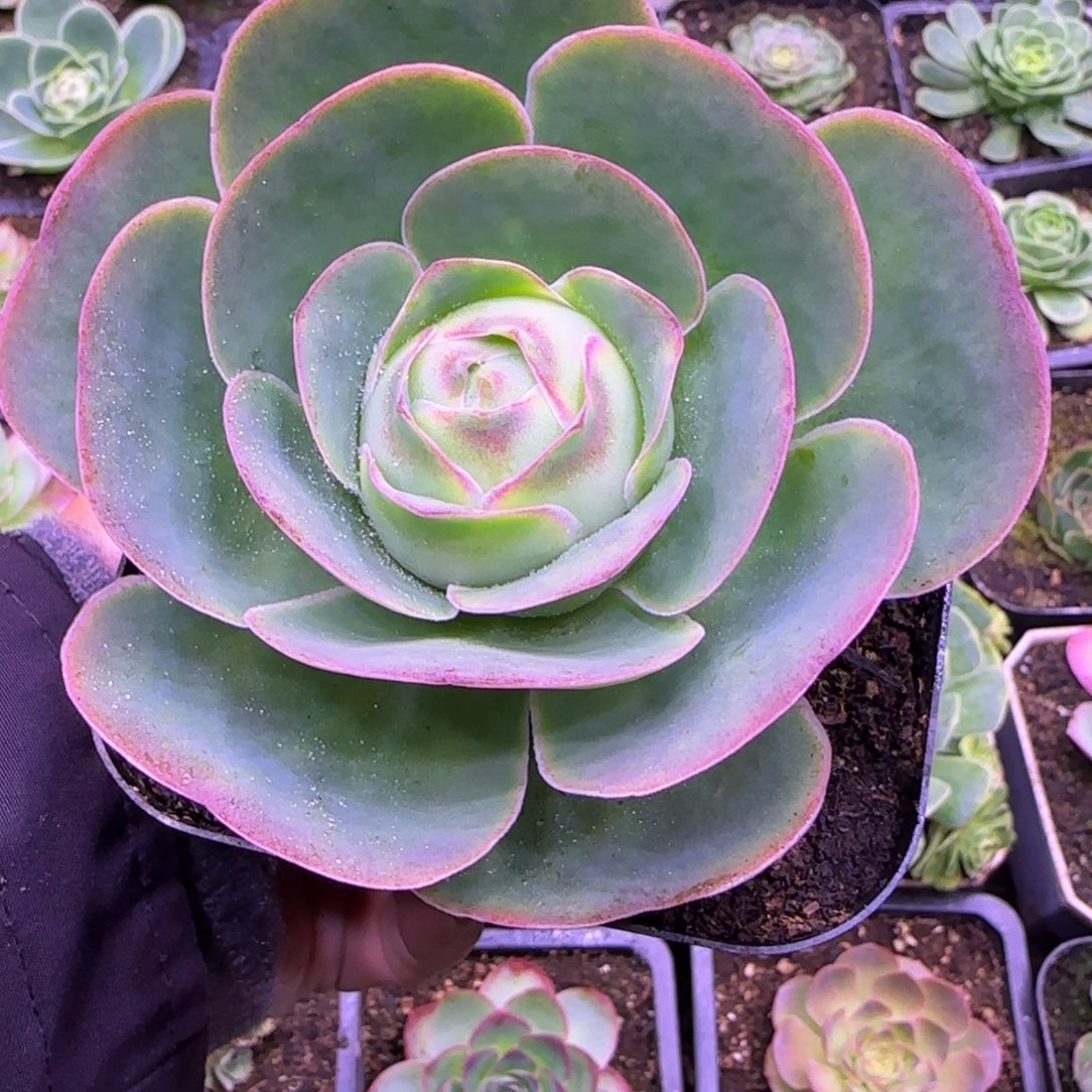 紫茱萸玫瑰9厘米老庄11242424242