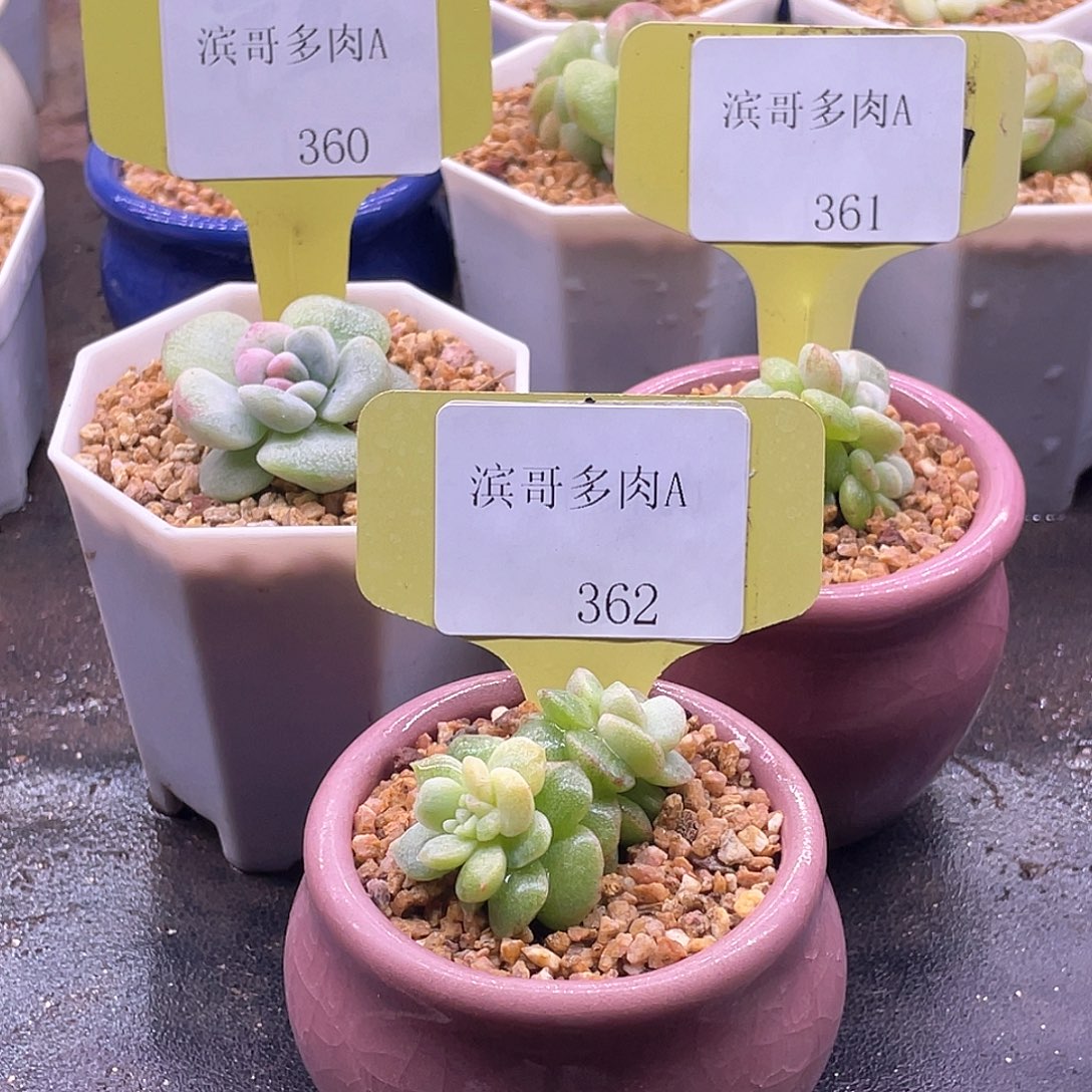 蓝***婆滨哥多肉A360冰玉石化粉盆361，362冰玉石化锦带盆，3个蓝盆
