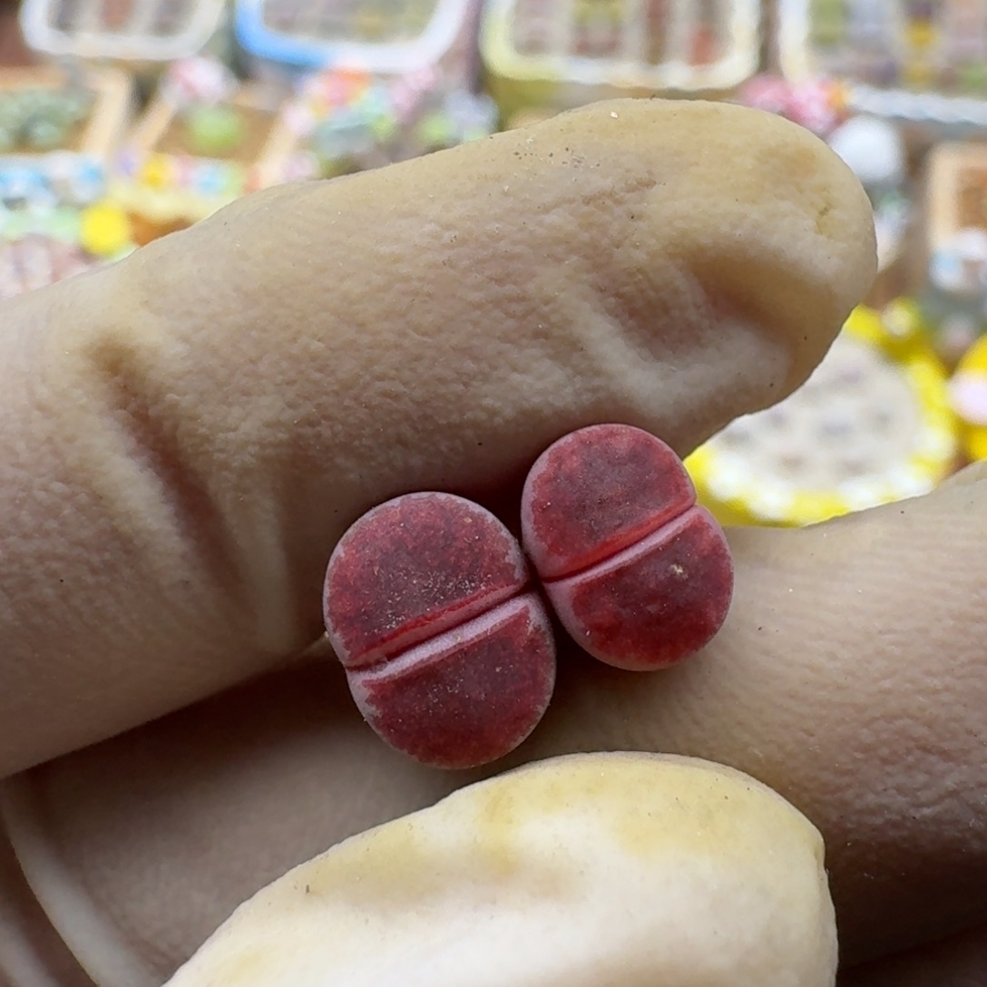 *****1206-059阿克塞尔玫瑰