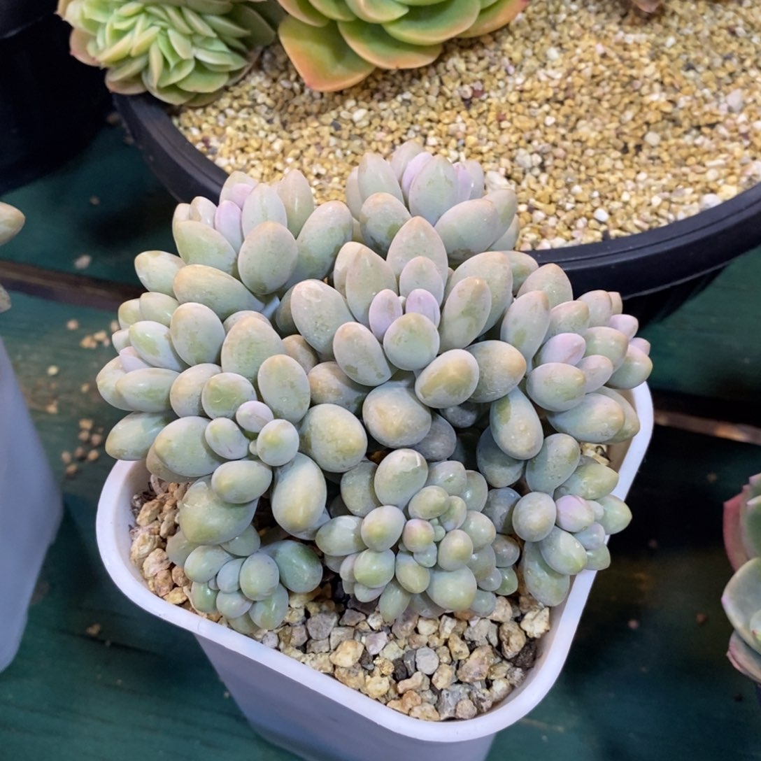 粉色恋人群生带缀化，123456789