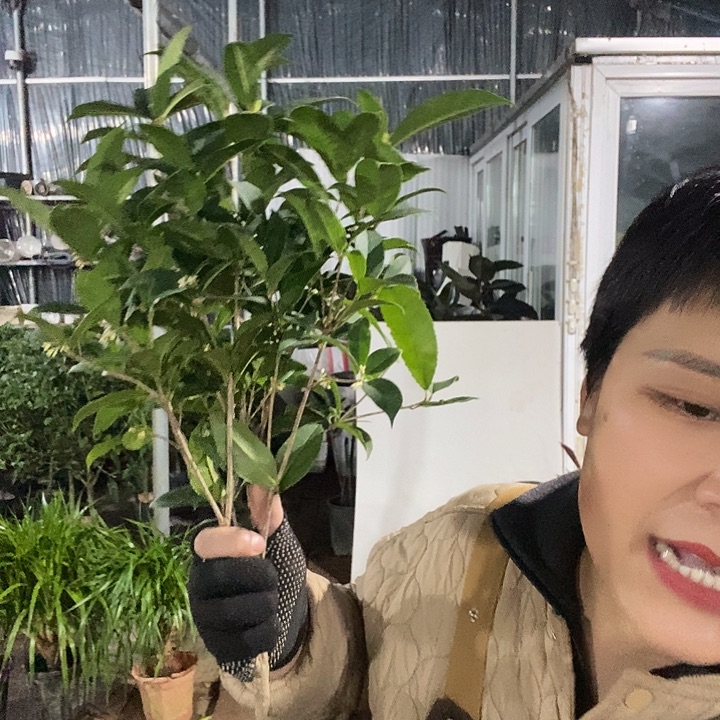 完全开放处理小桂花冻坏不赔13的