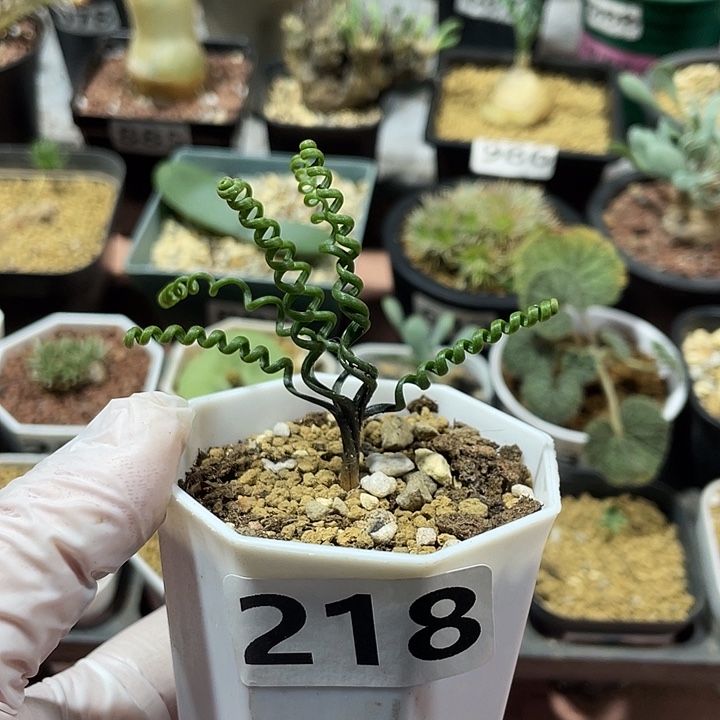 218钢丝弹簧草块根