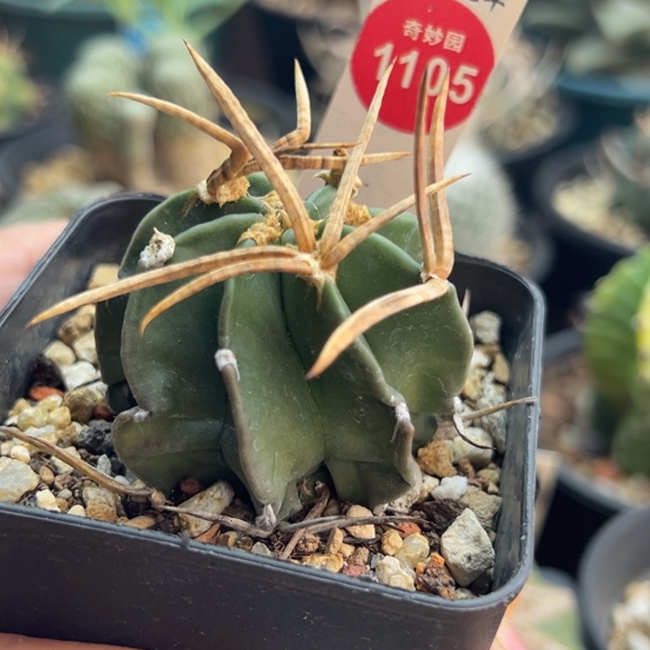 实生水牛角大凤玉4.6cm