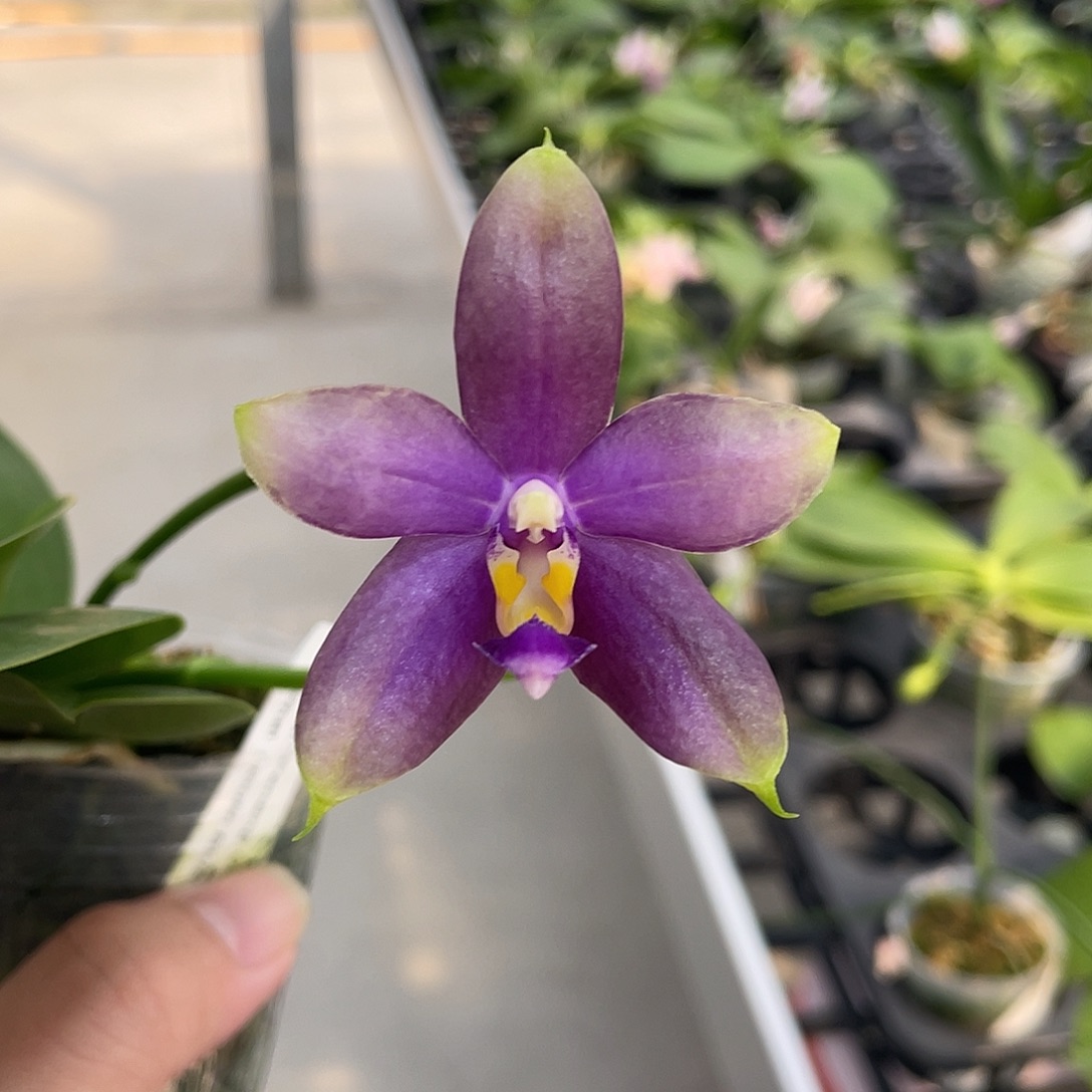 完全开放荧光鸟 开花株 322号