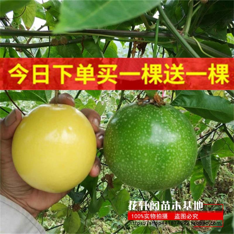 台湾金霸黄金百香果苗果树果苗南方种植百香果树苗四季爬藤特大果