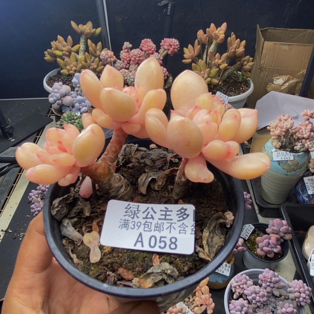 058比尔盖茨多肉7c m