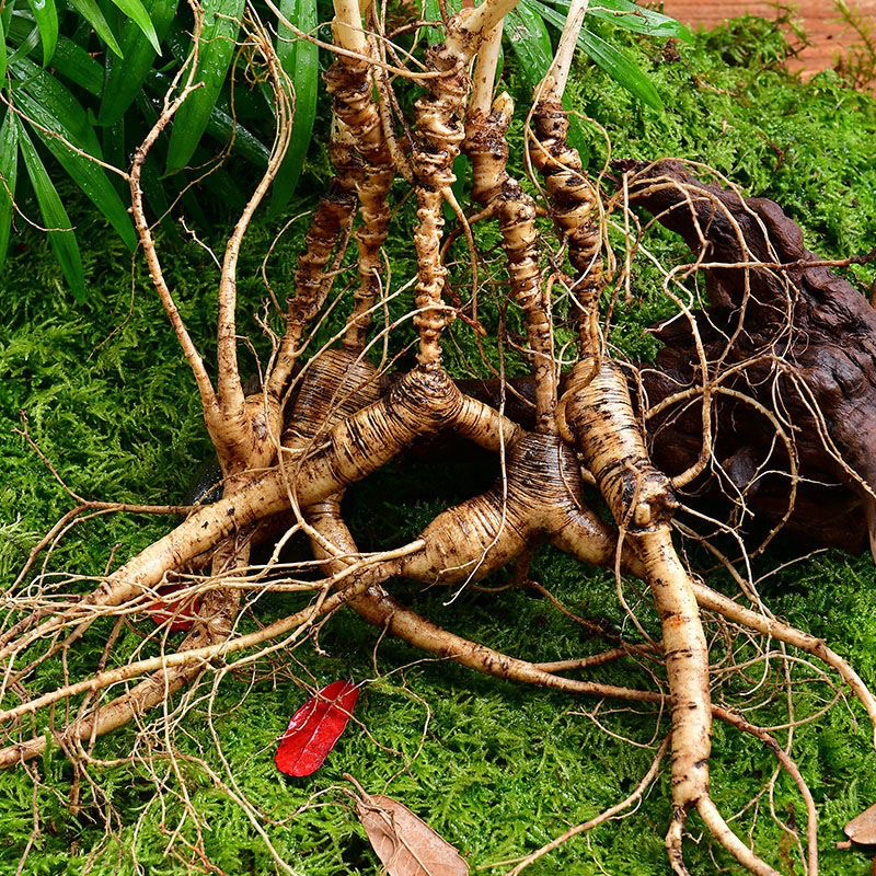 长白山新鲜林下山参可煲汤泡酒滋补食用的佳品