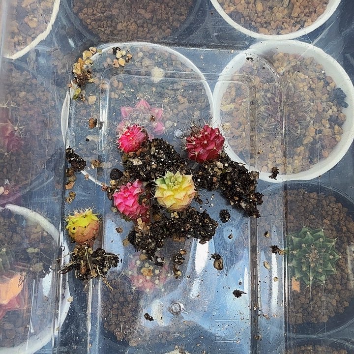 1***2当前无花朵，栽培后可花朵