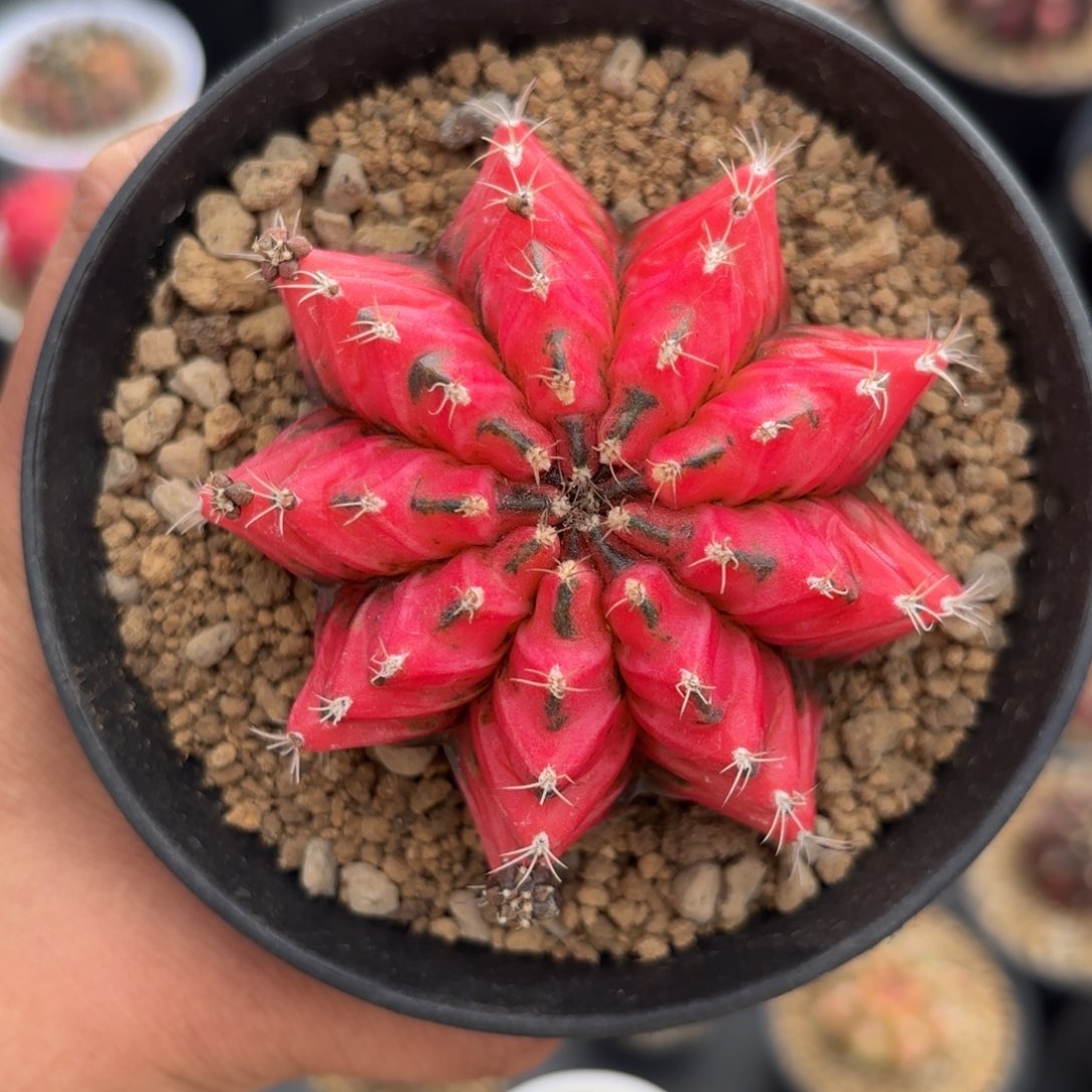 泰系实生米哈仙人球406