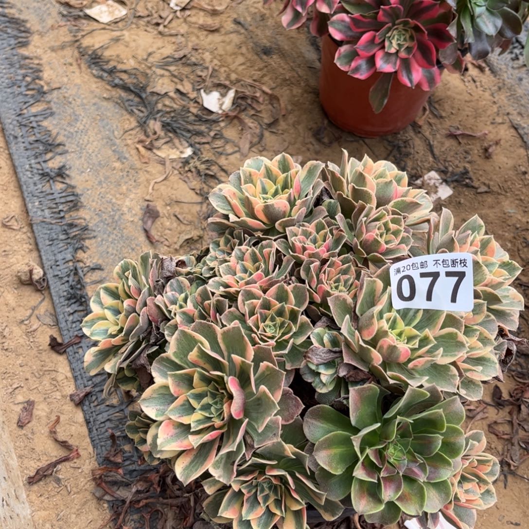 粉女妖077不包断枝