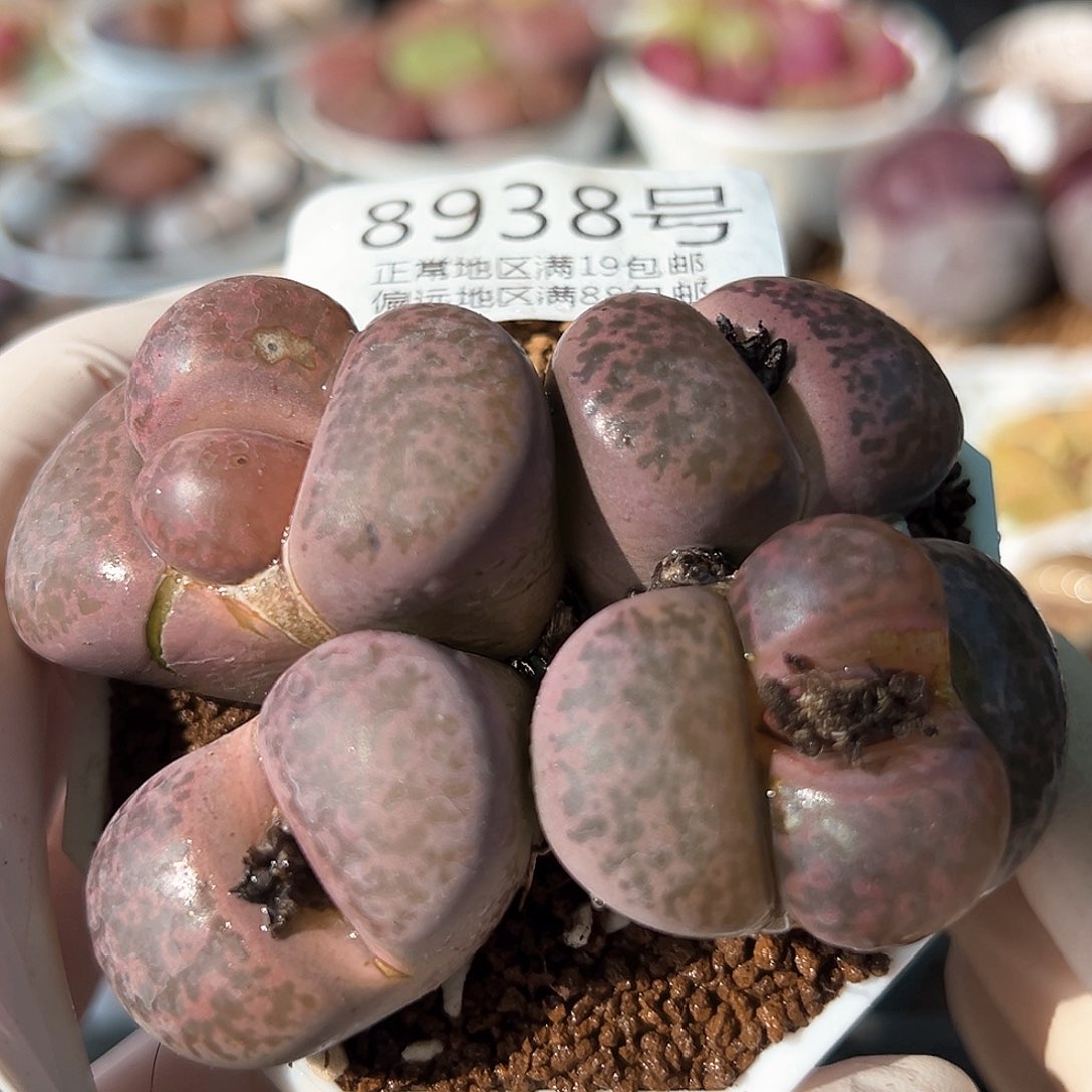 好养易活生石花大母本8938