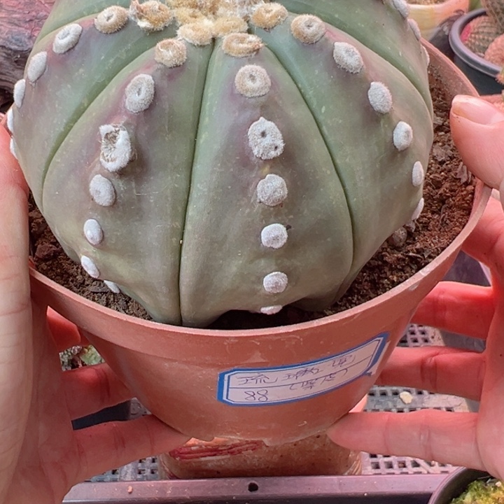 ✧****꒱可以的哈不来就行哈你