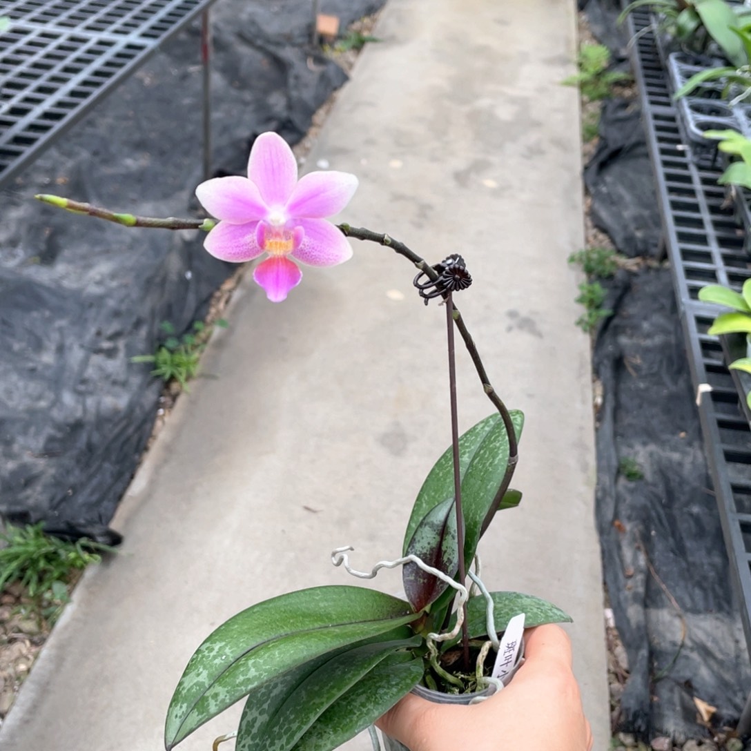 完全开放【斑叶小香花】全天浓香