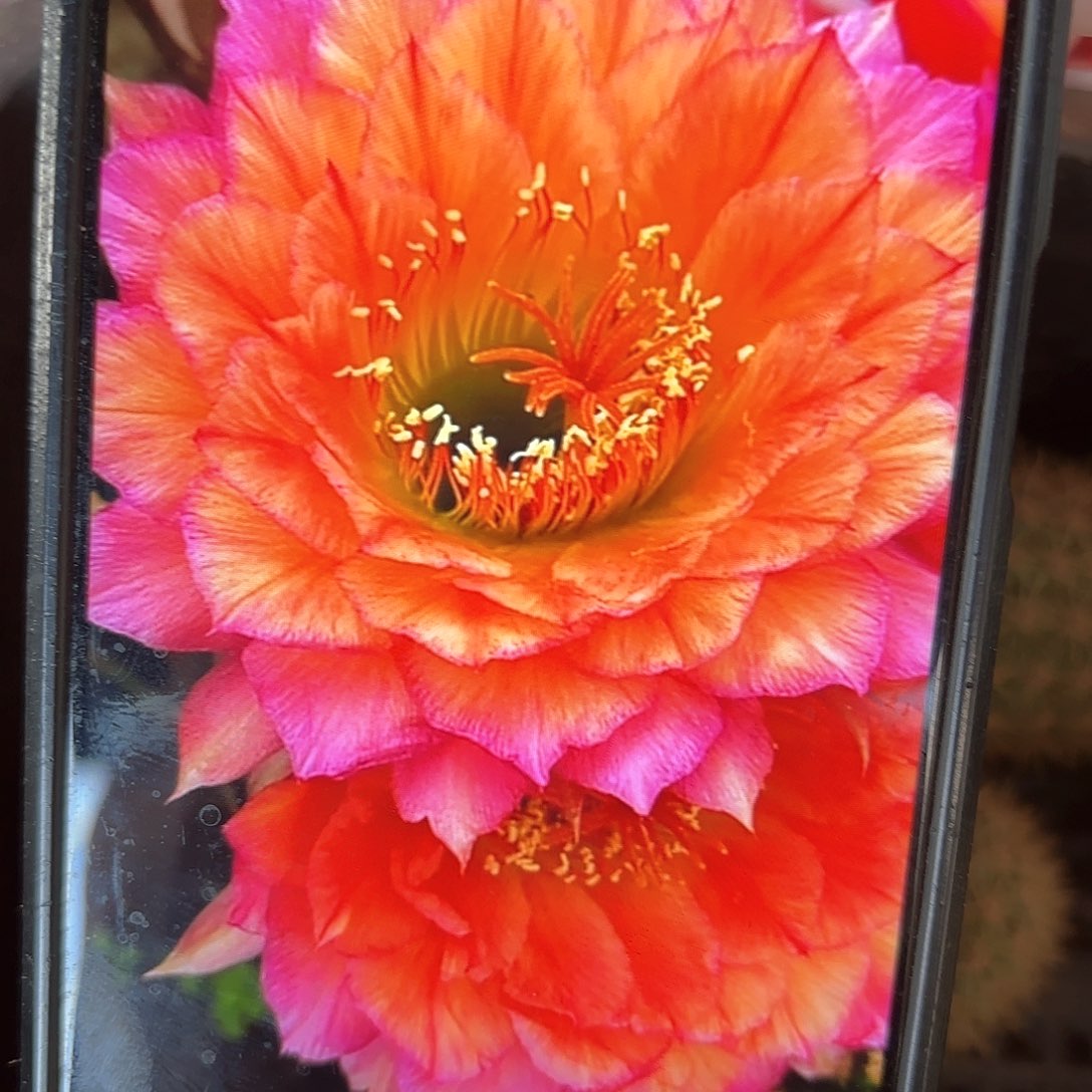 带根立夏毛侧牙20包邮仙人球7花