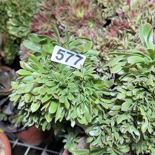 轮***东多肉植物一种妖577