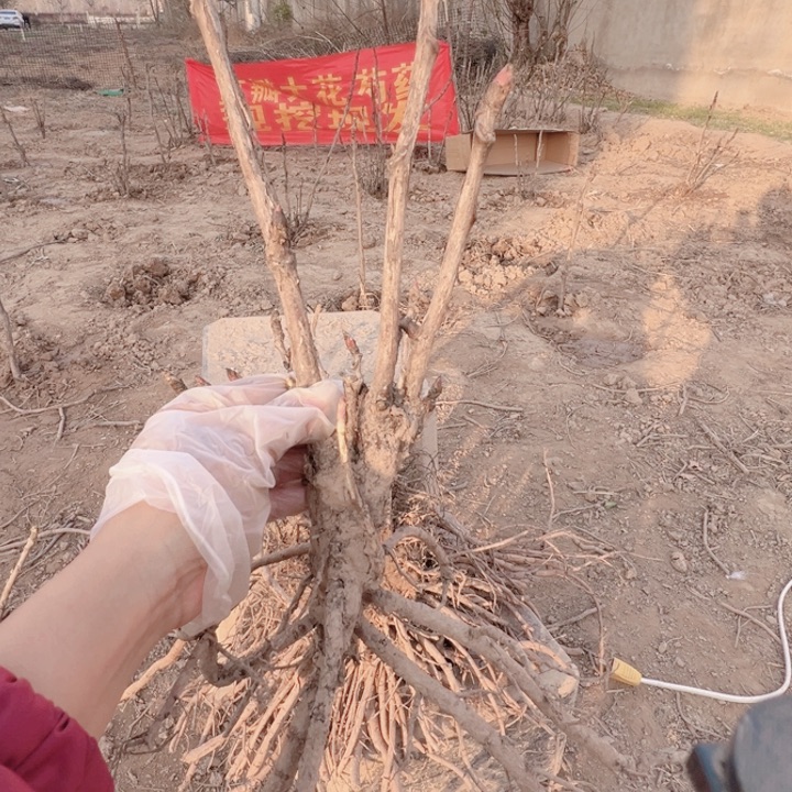 当前无花栽培后可以开花方纪