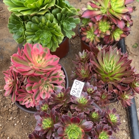 167五颗满25包邮多肉