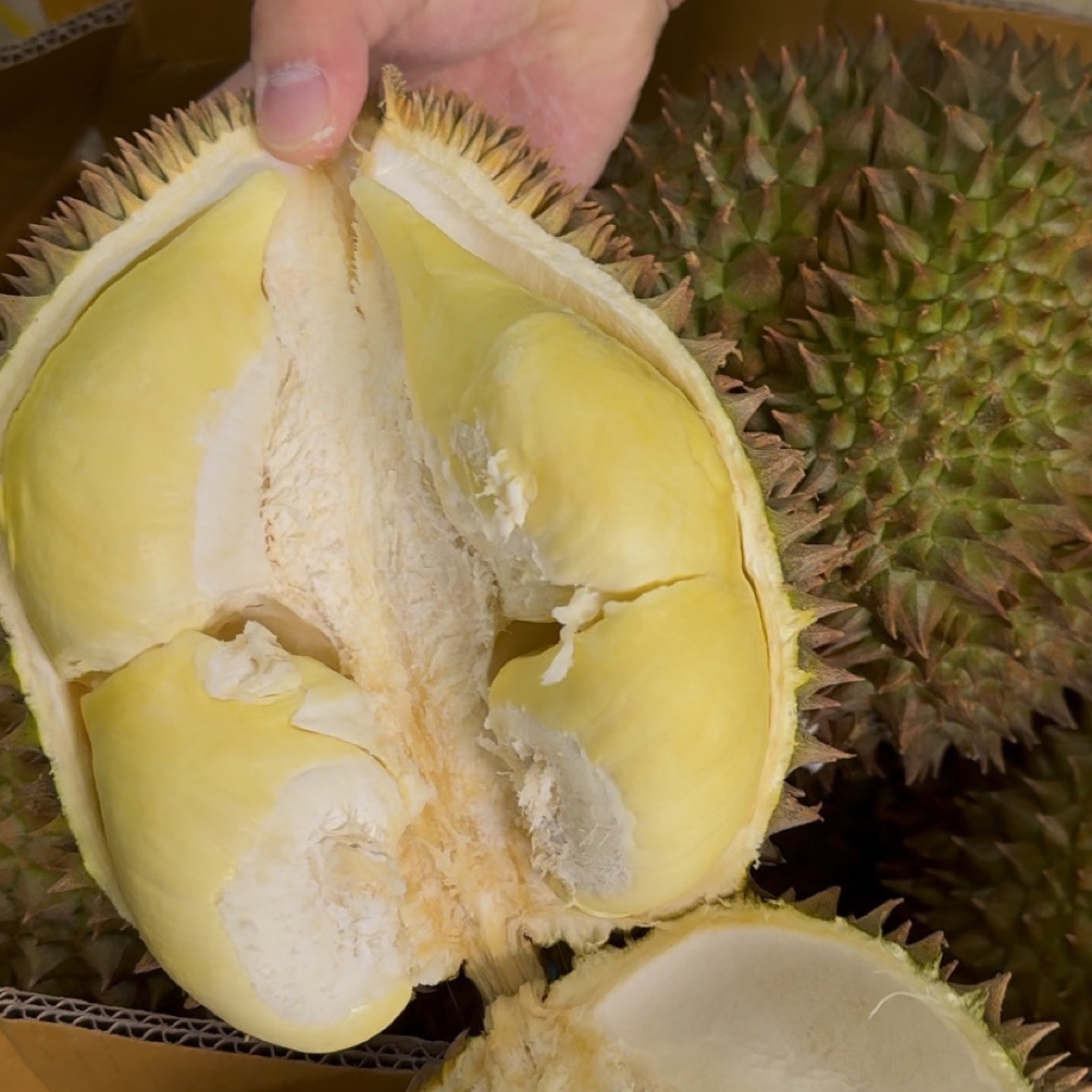 李 【一物一拍】邦美蜀老树金枕榴莲核小干苞2斤起到货判断生熟