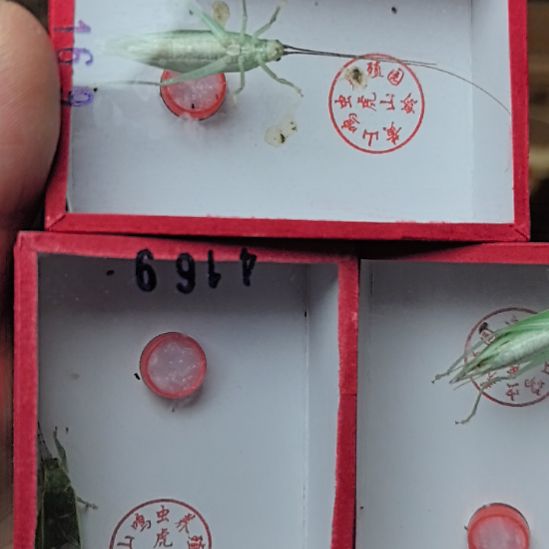 蟋蟀绿金钟中须三个漂亮