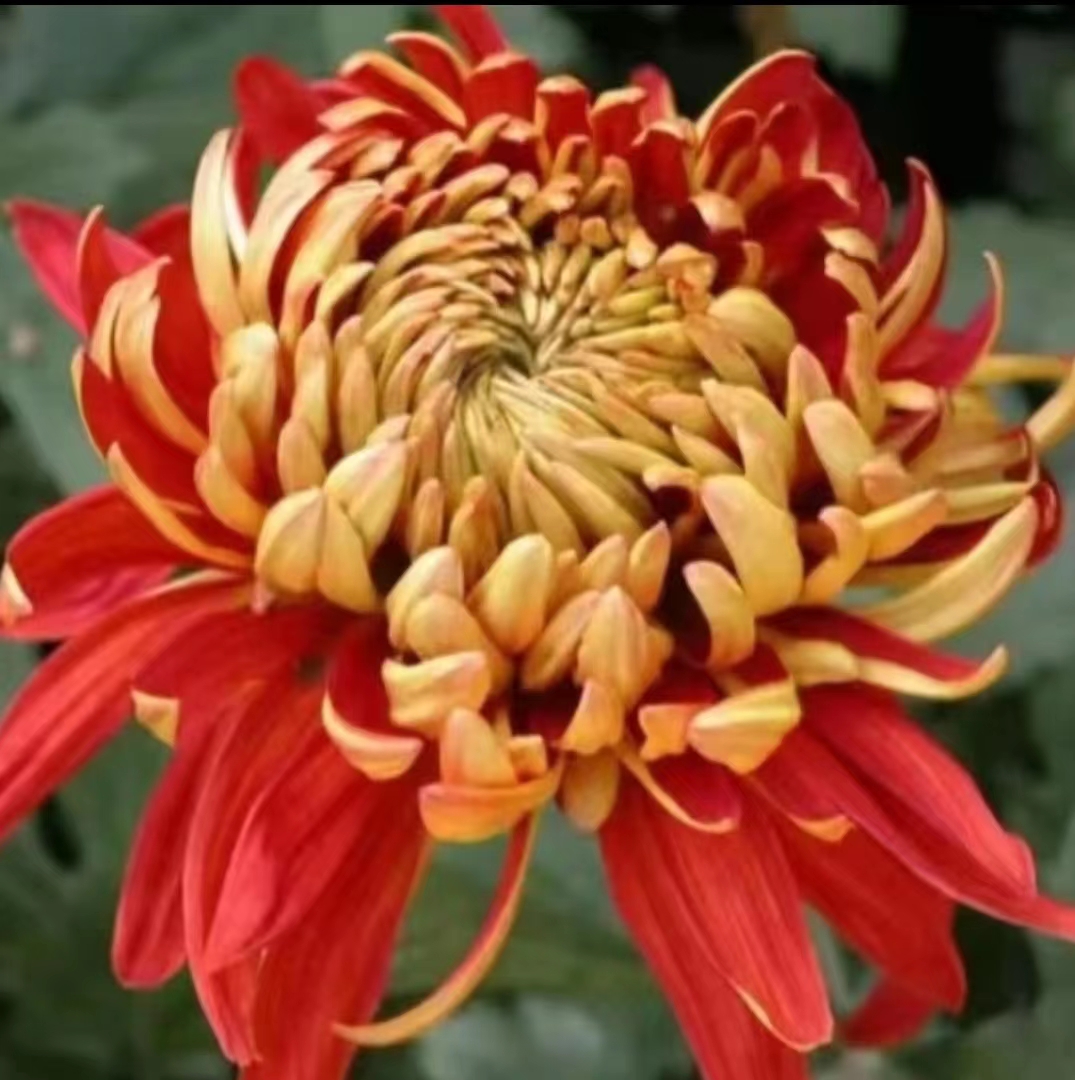  【金背大红】九月大菊花 多年生宿根植物 秋冬季节开花