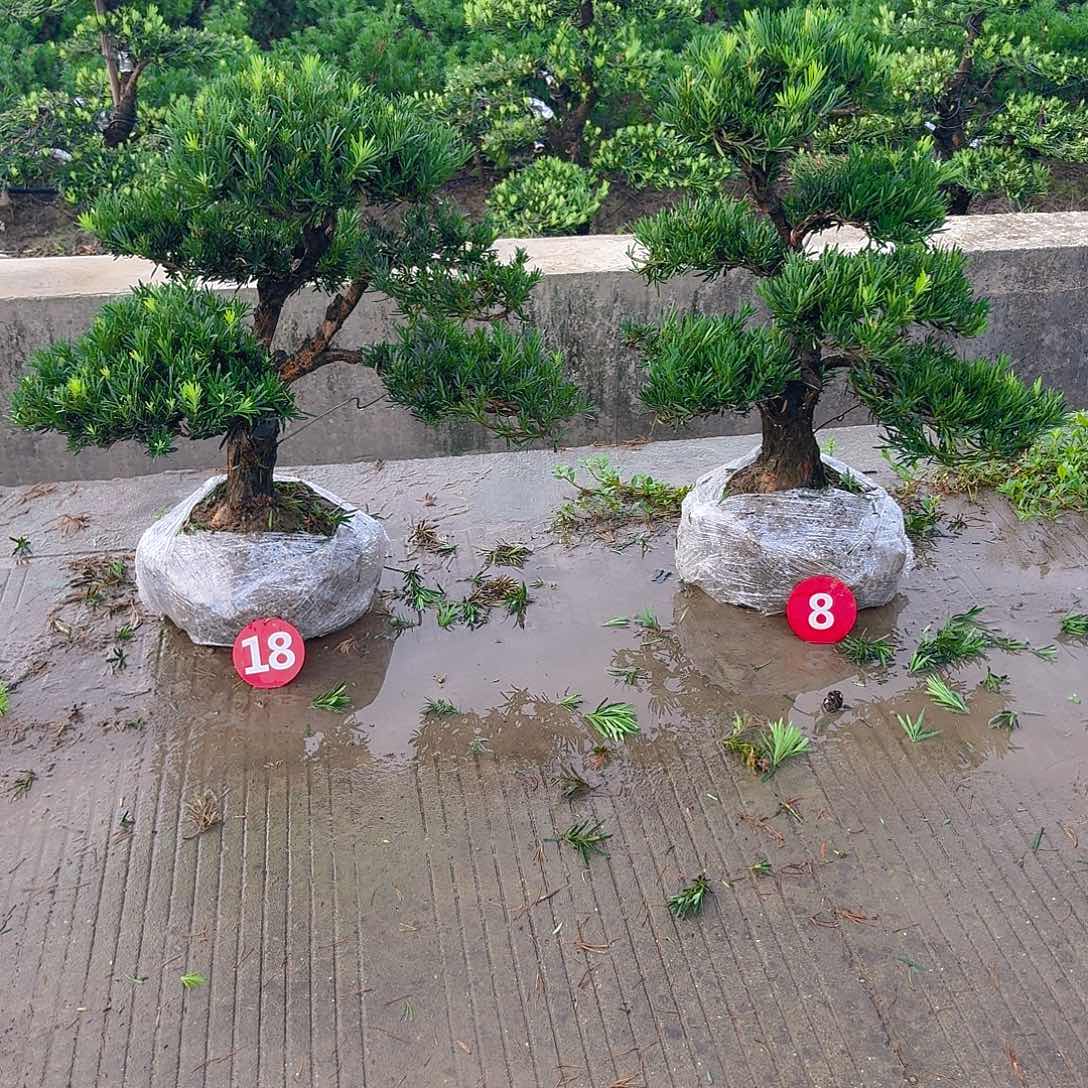 D***点完全开放罗汉松养殖方法